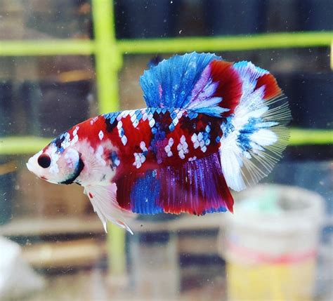Get Harga Ikan Cupang Giant Multicolor Pictures