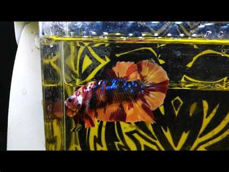 Download Anakan Ikan Cupang Nemo Multicolor Background