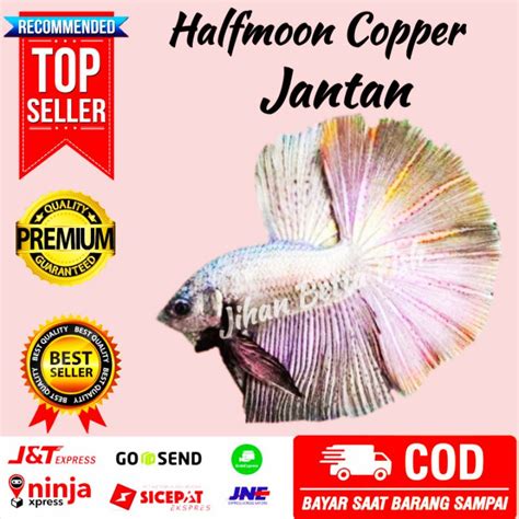 Gold Cupang Avatar Cooper / Sepasang Ikan Cupang Halfmoon