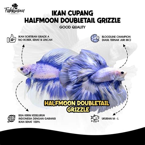 Cupang Bettafish Halfmoon Grizzle Double Tail Bettapoetica