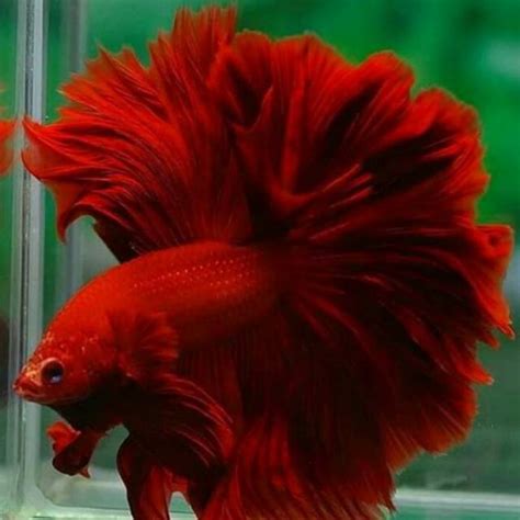 Buy Full Red/Super Red Rosetail Halfmoon Betta Fish online