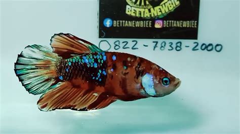 View Ikan Cupang Avatar Kalimaya Gold PNG