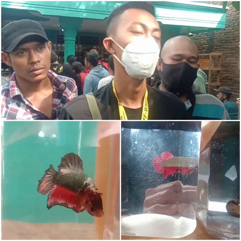 KKP Dukung Kontes Ikan Cupang Virtual KKP News