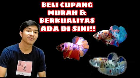 31+ Jual Ikan Cupang Murah Tangerang Pics