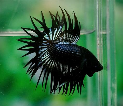 CT134 Black Orchid Crowntail ! Betta 138