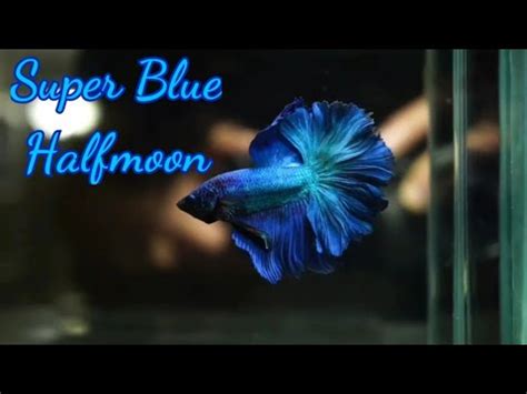 Super Blue Wild Betta Fisch "Blue Hybrid Alien" 