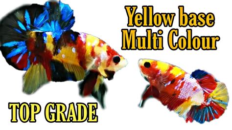 Review Ikan Cupang Plakat Koi Nemo Yellow Base YouTube