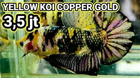 Cupang Red Koi Copper Gold