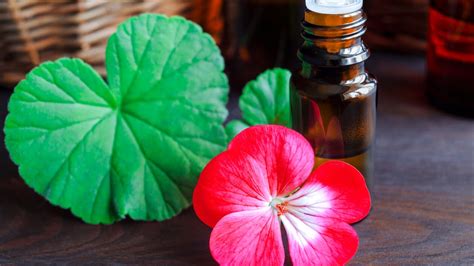 La guida completa alla cura del geranio: consigli e trucchi per farlo fiorire rigoglioso