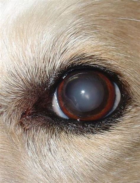 cure for cataracts in dogs