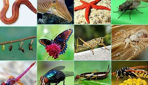 Animales invertebrados(2)