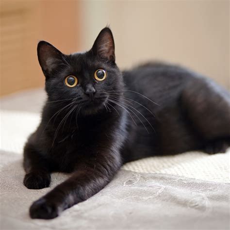 curiosidades sobre gatos pretos