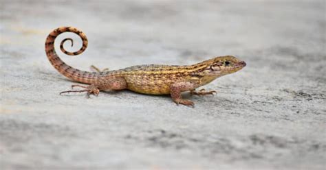 Curly Tail Lizard Care