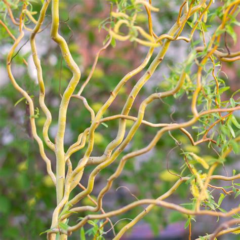 Curly Willow Branches
