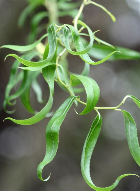 Curly Willow Description