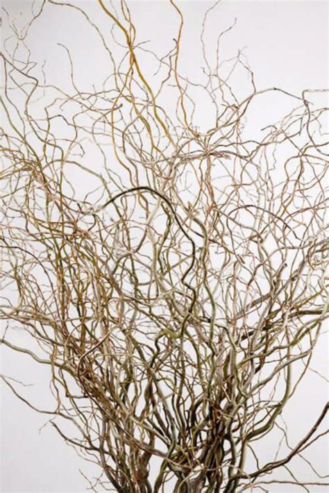 Curly Willow Nz