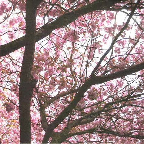 current 93 hypnagogue