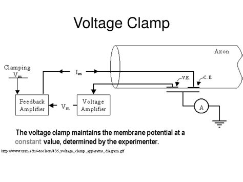 Current Clamp And Voltage Clamp