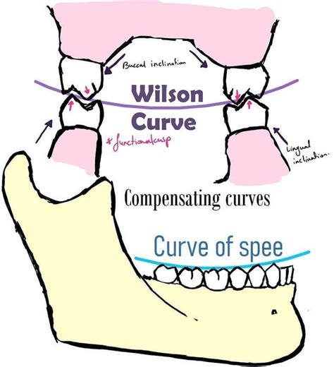 curve of spee and wilson