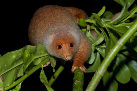 Cuscus Animal Australien