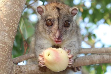 Cuscus Animal Images