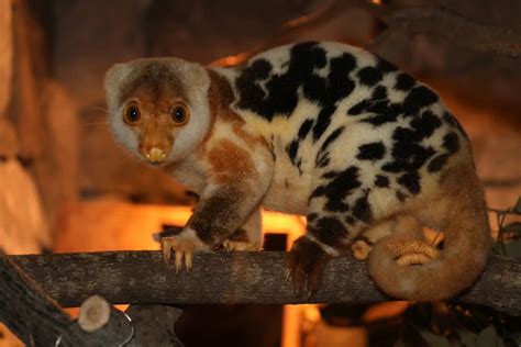 Cuscus Animal Order