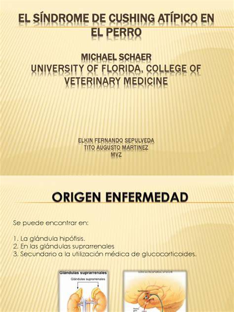 cushing's disease in dogs Cushings disease dogs, Cushing disease