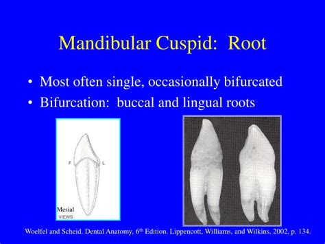Cuspid Teeth Pronunciation