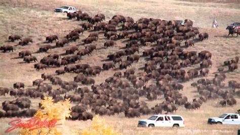 Buffalo Roundup, South viewing area, Custer State Park, South Dakota Stock Photo Alamy