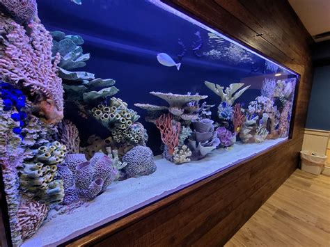 Custom Fish Tank Ideas