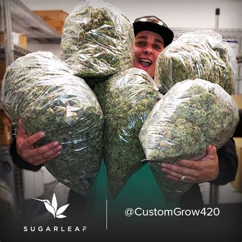 custom grow 420 weed