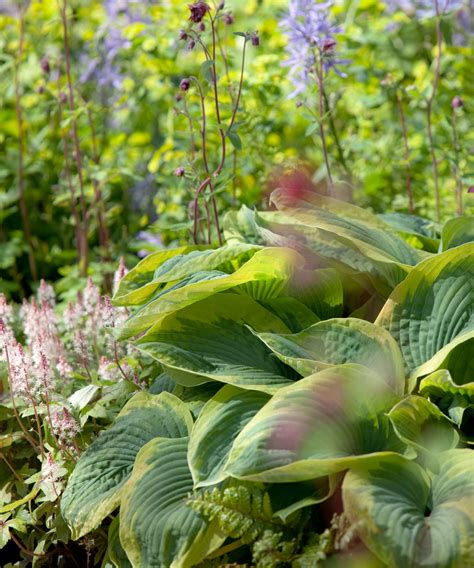 Do Hostas Need To Be Cut Back In The Fall? World of Garden Plants