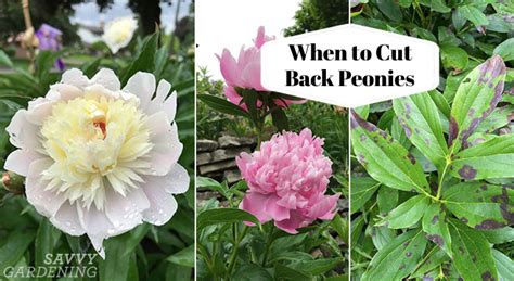 When to Cut Back Peonies Time Your Pruning to Help Next Year's Blooms