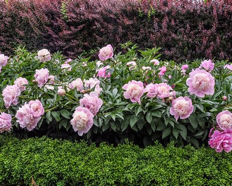 Cut back peonies to the ground in the fall The Kansas City Star