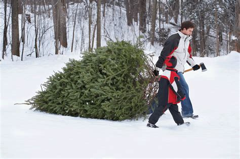 Boy cutting down Christmas tree with family stock photo OFFSET