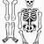 cut out printable skeleton bones template