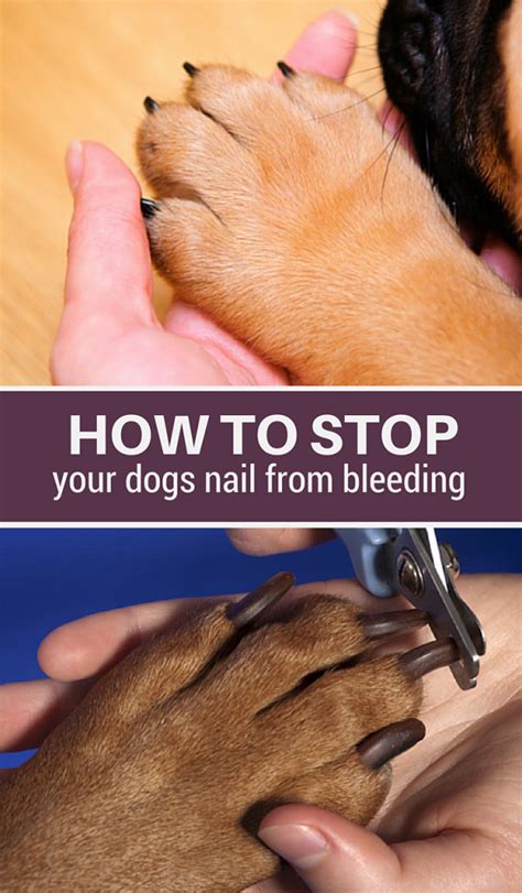 Cut Dog Nail Bleeding Uk