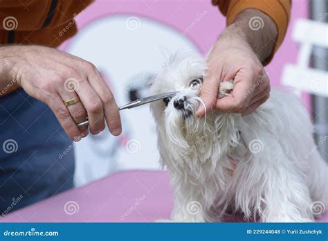 Cut Dog With Scissors While Grooming