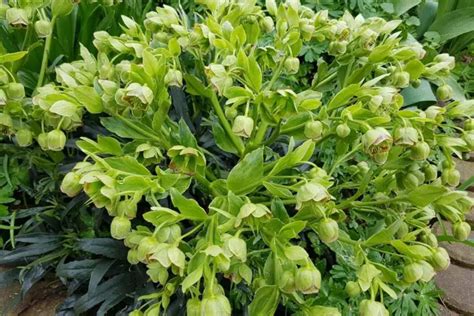 Cut Hellebores Drooping