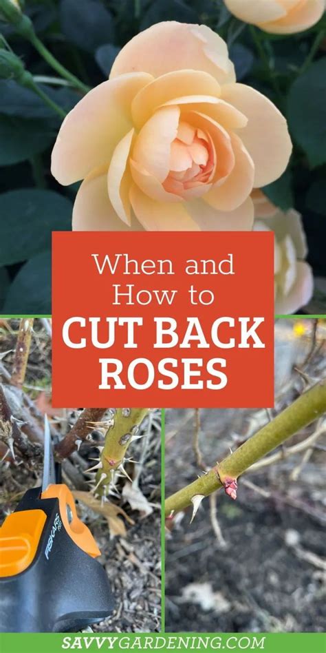 Revive Cut Roses Back Spring: Best Practices