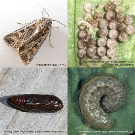 Cut Worms Life Cycle