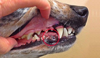 cutaneous melanocytic neoplasia in dogs