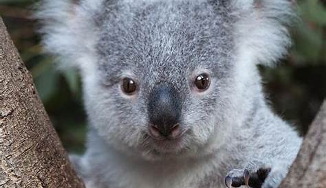 Premium Vector Cute grey koala avatar