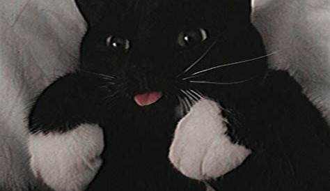 Aesthetic Cat Noir Pfp ~ Aesthetic Cat Cats Cute | Carisca Wallpaper