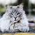 cute cat breeds pictures