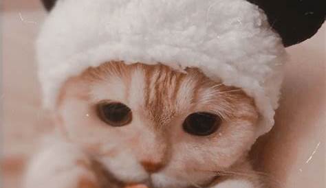 Cute Kitten Pfp - Anna Blog