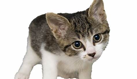 Very Cute Cat PNG Transparent Background, Free Download #40355