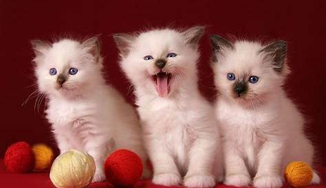 Cute Cat Pictures Hd Wallpapers Free Download