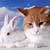 cute cat rabbit pictures download