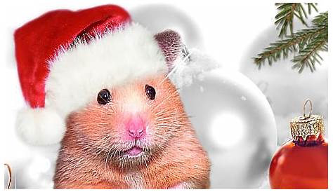 Cute Christmas Hamster Wallpaper Photo About With Santa Hat On Bsckground With